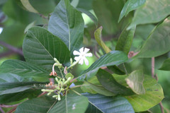Guettarda speciosa